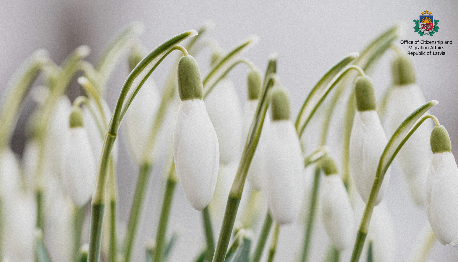 Snowdrops