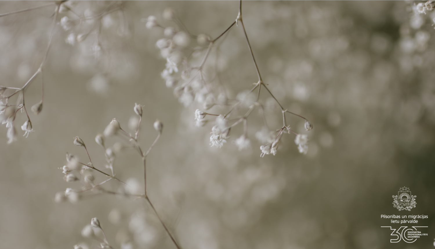 Balti ziedi uz pelēkā fona